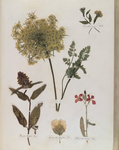 Fotografía de una de las páginas del herbario de Emily Dickinson / Universidad de Harvard