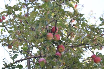 Manzanas salvajes en las montañas de Tian Shan. 