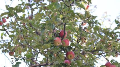 Manzanas salvajes en las montañas de Tian Shan. 