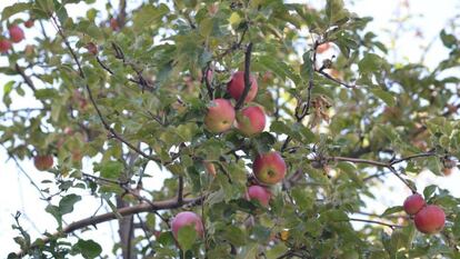 Manzanas salvajes en las montañas de Tian Shan. 