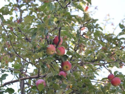 Manzanas salvajes en las montañas de Tian Shan. 