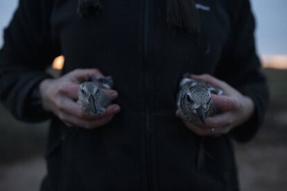 Un miembro del 'Wash Wader Ringing Group' sostiene en su mano derecha un chorlito gris y un ejemplar de nudo en la izquierda tras extraerlos de la red. En otoño e invierno, el estuario de Wash en Norfolk y Lincolnshire es el hogar de alrededor de 400,000 aves acuáticas migratorias que llegan desde sus áreas de reproducción en el Ártico de Canadá, Groenlandia, Islandia, Escandinavia o el Ártico de Rusia en busca de un clima más cálido.