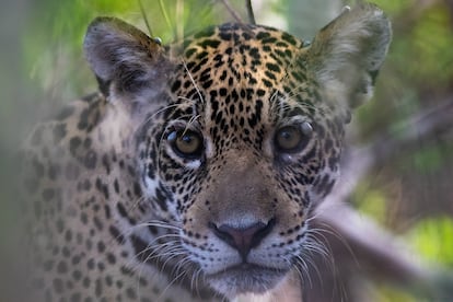 Bolivia tiene la tasa anual más alta de jaguares abatidos por actividades ilícitas, con un promedio de 61 ejemplares.