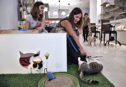 El primer 'cat cafe' de Valencia es, al mismo tiempo, un centro de adopciones gatuno.