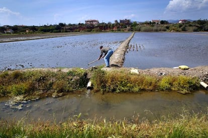 Campos de arroz del Delta del Ebro.