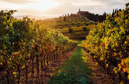 Hay pocos lugares que representen el concepto italiano de 'dolce vita' tan bien como la Toscana. Aquí también se practica el turismo slow, disfrutando de los pequeños detalles: rutas senderistas, cocina rústica o rutas para descubrir los 50 pueblos dispersos por toda la región donde admirar el patrimonio etrusco. Y es que la historia etrusco-romano ha renacido con nuevos descubrimientos. Como las 24 estatuas etruscas descubiertas en el spa medieval de San Casciano dei Bagni en el 2022 o Il Santuario Ritrovato (el santuario redescubierto), cuya monumental escala no advirtieron los arqueólogos hasta el año pasado. En los siglos II y I a.C, los etruscos se bañaban en estas pozas que se alimentaban de 42 manantiales naturales, y veneraban a deidades que aseguraban las propiedades curativas del agua. No dejan de salir piezas arqueológicas y nuevas zonas y en el 2024 habrá circuitos guiados por arqueólogos locales, que serán el preludio de un futuro gran parque arqueológico.
De momento, en 2024 abrirá sus puertas el nuevo museo de San Casciano dei Bagni, en el Palazzo dell’Arcipretura, que ofrecerá un recorrido por una civilización enigmática. El nuevo museo, se añade al Museo Civico de Chiusi, “La Citta Sotterranea” (que explora inscripciones etruscas) y las fascinantes exposiciones sobre mujeres etruscas en el Museo Arqueólogico de las Termas de Chianciano.
Al margen de lo etrusco, 2024 puede ser también un buen momento para descubrir la cara más rural de la Toscana. Por ejemplo, en el conjunto medieval de San Casciano, coronado por el campanario de la Chiesa di San Leonardo, o en los mercados agrícolas y trattorie de kilómetro 0 que se extienden por el valle. Sus productos locales se degustan mejor en un paseo a pie, en bicicleta eléctrica o a caballo entre los viñedos. En el 2024 varias docenas de ellos se incorporarán en la red de turismo sostenible Valdichiana Active.
De vuelta a San Casciano solo nos queda seguir las señales que nos llevan a las “Terme acqua calda” un trío de pilas romanas de piedra de travertino que siguen en uso al pie del pueblo. Bañarse al anochecer en su agua (a unos 40°C) es casi mágico, con la luz de la luna y las estrellas que sumergen al viajero en el alma resucitada de la Toscana.
 