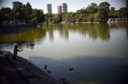 Una niña alimenta a unos patos en el parque Chapultepec de Ciudad de México, el pasado 24 de marzo.