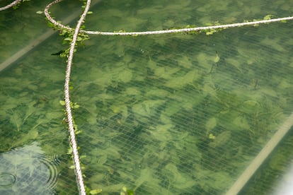 Piscina de fermentación de Tintoremus, donde las hojas de índigo son sumergidas en agua y prensadas para extraer el pigmento y el principio activo del índigo.