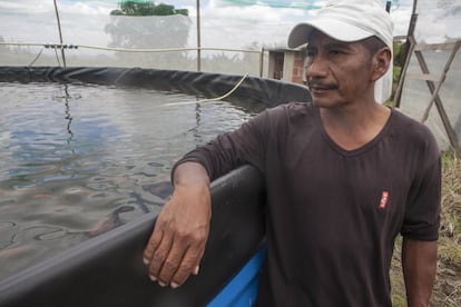 Alfredo Martínez, excombatiente de las FARC, hoy en proceso de reincorporación y miembro de la cooperativa Ceprodet. Él no sabía nada de piscicultura. Hasta llegar a los peces, en la comunidad habían probado otras cosas que no les habían funcionado. Cultivaron fríjoles y yuca, pero las tierras en esta región son de mera caña de azúcar que una vez se deja de cultivar, vuelve la tierra muy improductiva.