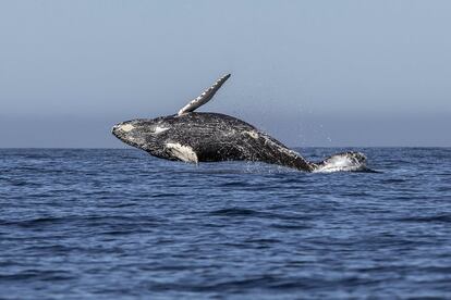 Uma baleia pulando nas águas do Oceano Pacífico, em 14 de março.