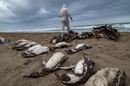 Pingüinos de Humboldt muertos en una playa de Camaná (Perú), el 14 de junio.