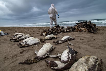 Dead Humboldt penguins on a beach in Camana, Peru, on June 14.