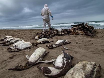 Pingüinos de Humboldt muertos en una playa de Camaná (Perú), el 14 de junio.