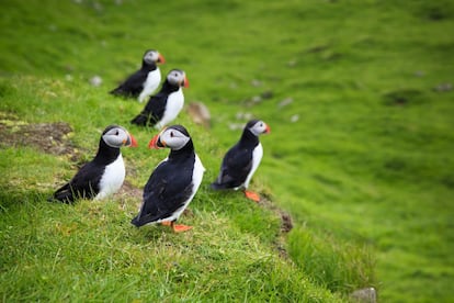 Frailecillos mirando hacia el Océano Atlántico, situado en la pintoresca isla de Mykines .