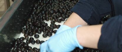 La aceituna negra de mesa se recoge verde del árbol.