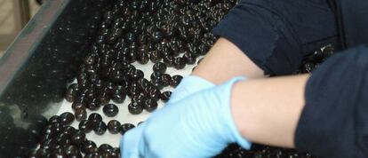 La aceituna negra de mesa se recoge verde del &aacute;rbol. 