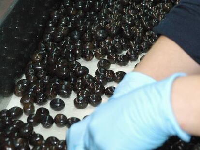 La aceituna negra de mesa se recoge verde del &aacute;rbol. 