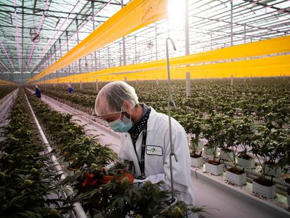 Cannabis plantation in Ontario, Canada