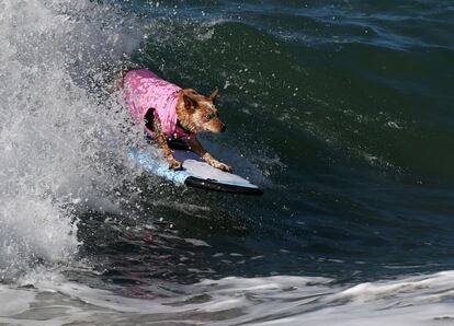 Skyler, un pastor australiano surfero, navega sobre una gran ola durante el evento anual de surf canino que se celebra en Huntington Beach, California (EE.UU).