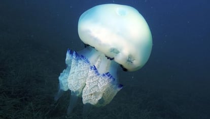 Ejemplar de rhizostoma pulmo, medusa típica del mar Mediterráneo.