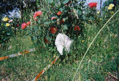 ODS 15: Vida de ecosistemas terrestres. “No hay derecho”. Me llamó la atención cuando hice esta foto que un rosal estuviese precintado, ¿acaso están vetadas las zonas verdes? ¿Y qué hace allí una bolsa de plástico? ¿Es un nuevo tipo de cubo de basura? Así no se cuida el medio ambiente ni se respeta la naturaleza.