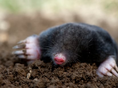 The females of several species of mole have, in addition to ovaries, testicular tissue that resembles the testicles of a male.