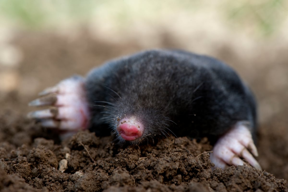 The extraordinary case of the ferocious female moles | Science | EL PAÍS  English