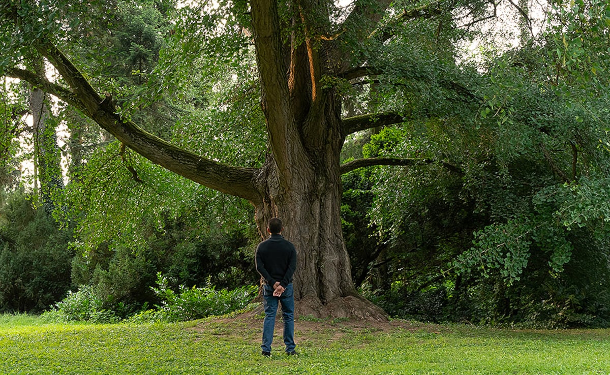 ‘El amigo silencioso’: la vida secreta de las plantas en una cálida y exigente película de vanguardia