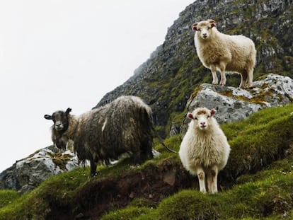 Se calcula que hay unas 70.000 ovejas, el doble que los habitantes de las islas Feroe.