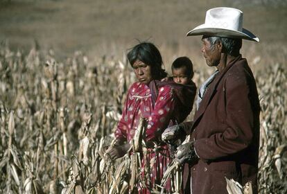 Los rarámuris, cuyo nombre significa 'pies ligeros', son una de las mayores etnias indígenas de México, unas 120.000 personas. Hoy sus comunidades sobreviven acorralados por los madereros y el narco, que esquilman a dentelladas un territorio en el que la violencia se ha disparado en los últimos años. En la imagen, una familia rarámuri cuya comunidad tiene abierto un juicio por la adquisición por parte de un grupo de inversionistas privados de 150 hectáreas pertenecientes a su territorio.