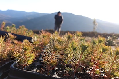 Junto a ReTree, la organización ha contribuido a la plantación de más de 17.000 árboles en el Valle de los Sueños.