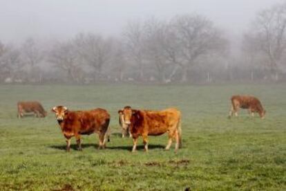 Vacas en un prado de la provincia de Lugo.
