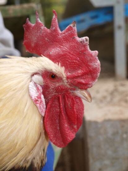 Gallo mallorquín.