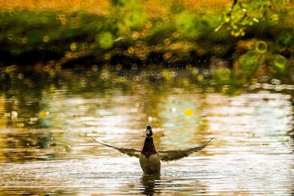 Un pato disfruta del clima cálido en un parque en Minsk (Bielorrusia), el 13 de octubre de 2014.