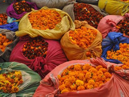 Muestras de flores en el festival Grand Floral Affair, en Jaipur (India).