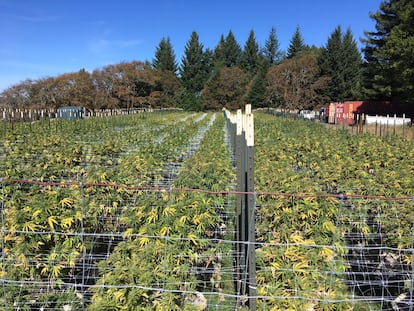 Plantación de marihuana en Eureka, en 2019.