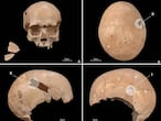 Cráneo de uno de los individuos asesinados en la cueva de Els Trocs con impactos de flechas y objetos contundentes.