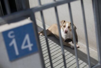 Un perro en el Centro de Protección Animal de Madrid en la Fortuna, Leganés.