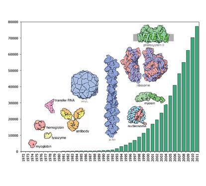 De izquierda a derecha: mioglobina, hemoglobina, lisozima, ARN de transferencia, anticuerpo, virus, actina, nucleosoma, ribosoma, miosina, Fotosistema II. Crecimiento exponencial de las estructuras del Banco de Datos de Proteinas (PDB) desde su fundación en 1971. Inicialmente, solo estructuras de moléculas pequeñas se podían resolver: hemoglobina, mioglobina, lisozima. Posteriormente fueron mas grandes y complejas: el ARN de transferencia (tRNA) y las inmunoglobulinas.  Las estructuras de virus comenzaron a resolverse en los ochenta; en la actualidad hay más de 250 virus depositados.  Actina y miosina son proteínas relacionadas con la contracción muscular que han sido relativamente difíciles de resolver.  El nucleosoma explica como el ADN se empaqueta alrededor de las proteínas en el material genético, como en un carrete de hilo. El ribosoma, resuelto en el año 2000, representa la estructura mas compleja (no simétrica) resuelta hasta el momento.  El complejo proteínico Fotosistema II corresponde una proteína de membrana involucrada en la fotosíntesis, que por el momento son las más difíciles de resolver y que están pobremente representadas en el PDB.