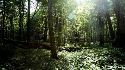 Reserva integral del Parque Nacional de Bialowieza, donde la intervención humana es mínima. El paisaje es similar al de Europa hace 9.000 años.