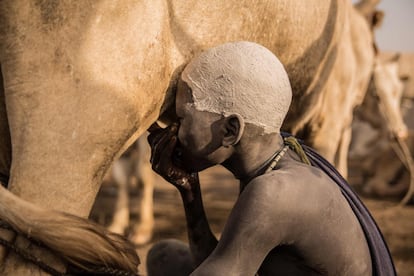 Un niño sudanés de la tribu Dinka bebe leche de una ubre de vaca en su campamento de ganado en Mingkaman, en el estado de Lagos (Sudán del Sur).