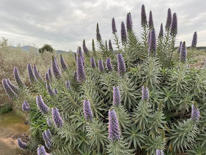 Un tajinaste azul en el jardín de Cultidelta (Tarragona).