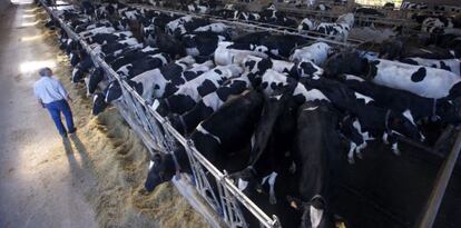 Vista de una explotación ganadera productora de leche en Ponteceso (A Coruña).