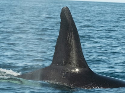 Cazar tiburones ballena en México