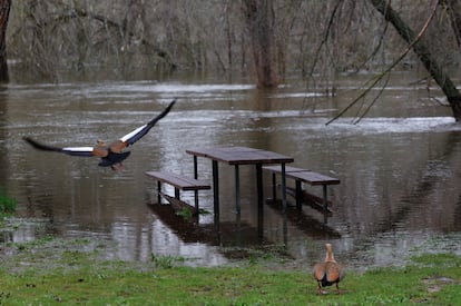 Una pareja de gansos del Nilo junto al desbordado cauce del río Manzanares a su paso por Madrid, este viernes.