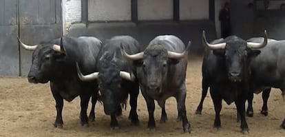 Toros de Adolfo Martín, lidiados el pasado 1 de octubre en Las Ventas.