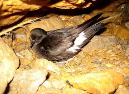 Un ejemplar de paíño europeo, la pequeña gaviota elegida ave del año.