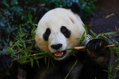 El panda Xiao Liwu come bambú en un centro de investigación de San Diego (EE UU)