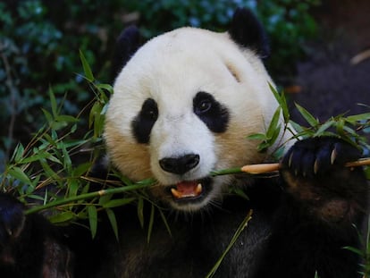 El panda Xiao Liwu come bambú en un centro de investigación de San Diego (EE UU)