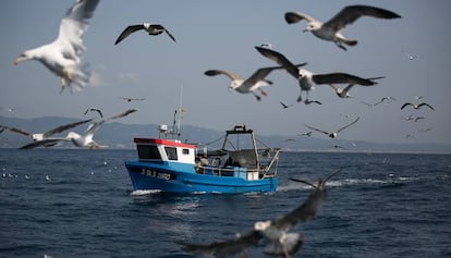 Un pesquero rodeado de aves marinas frente a la costa de Mataró.